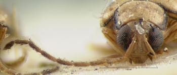 Media type: image; Entomology 18401   Aspect: head frontal view